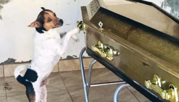 Este cachorrinho não se separou do caixão de sua falecida dona, ele tentou acordá-la riscando a caixa