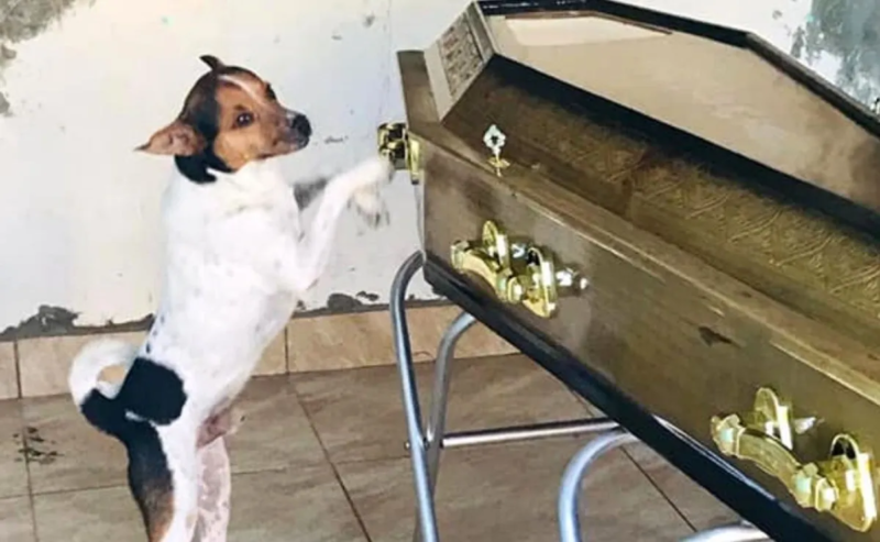 Este cachorrinho não se separou do caixão de sua falecida dona, ele tentou acordá-la riscando a caixa