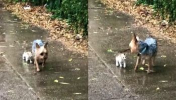 VÍDEO: Cachorrinho resgata gatinho abandonado na chuva e o leva para casa