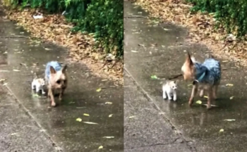 VÍDEO: Cachorrinho resgata gatinho abandonado na chuva e o leva para casa