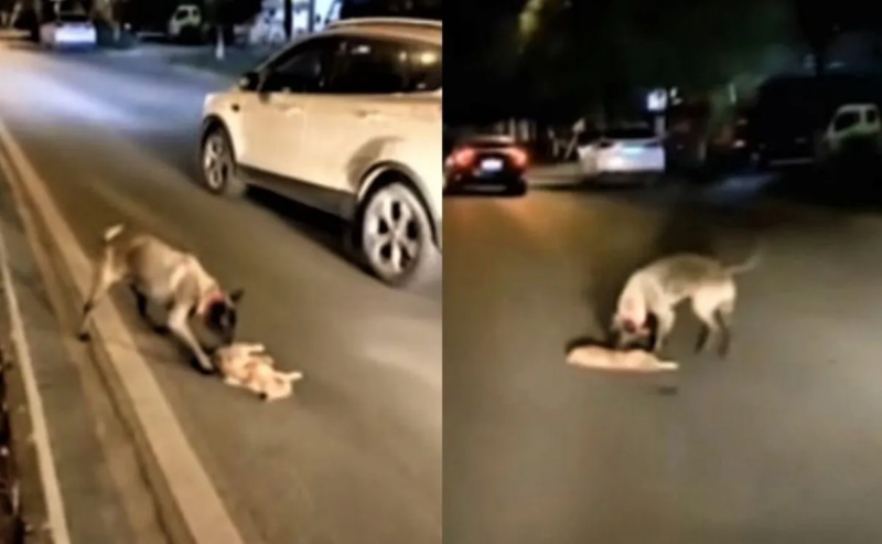 VÍDEO: Cachorro tenta reanimar um gatinho atropelado, se torna viral