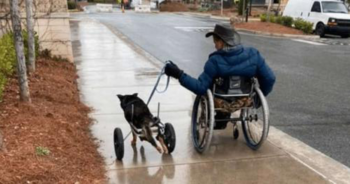 Cachorro com deficiência que foi devolvido quatro vezes é adotado por um homem que o entende