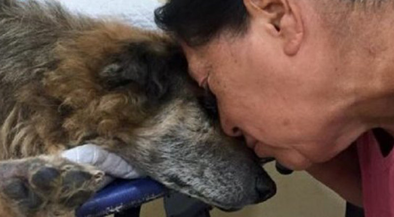 Mulher salvou um cão de rua há 17 anos, e agora tem que dizer adeus a ele