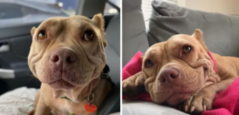 Resgatada das ruas, essa cadela sorridente é agora a cachorrinha mais feliz do mundo