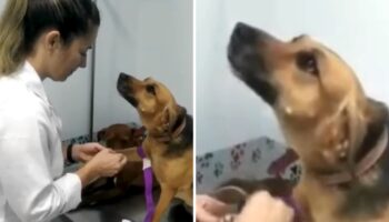 Cadela encara sua veterinária apaixonada enquanto está sendo vacinada, e é lindo demais