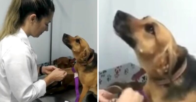 Cadela encara sua veterinária apaixonada enquanto está sendo vacinada, e é lindo demais