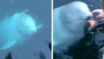 Baleia simpática devolve o telefone de uma mulher que acidentalmente caiu no mar