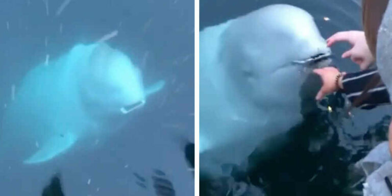 Baleia simpática devolve o telefone de uma mulher que acidentalmente caiu no mar