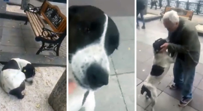 Vovô encontra seu cachorro na rua três anos depois de perdê-lo