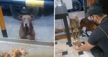 Dono de restaurante prepara uma refeição grátis para cada cão de rua que o visita