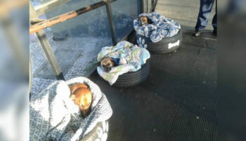 Esta estação de ônibus ajuda cães de rua fugir do frio
