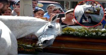 VÍDEO: Cavalo é levado ao funeral de seu dono e não quis se separar do caixão