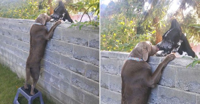 Cachorro ganha banquinho para poder ver os cães vizinhos