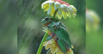 Fotógrafo flagra dois sapos compartilhando um doce abraço na chuva