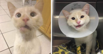 Gatinha resgatada com mandíbula fraturada ganha um lindo sorriso para sempre