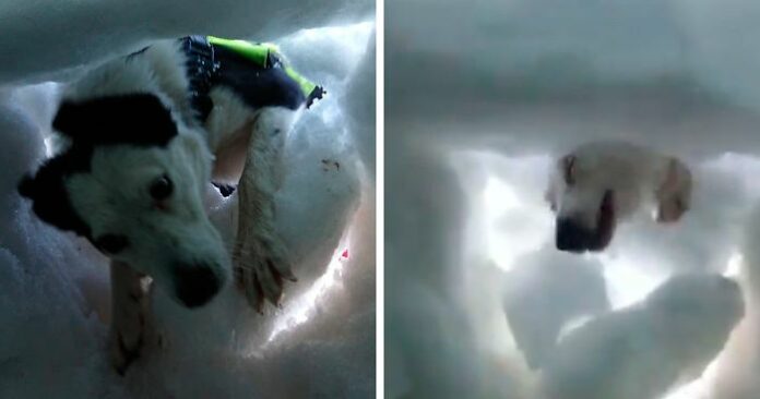 Homem enterrado na neve se ​​filma enquanto um cão de resgate o salva, e ele é encantador
