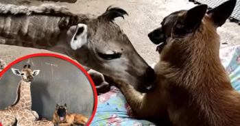 Morre Jazz, a girafa que foi adotada por um cachorro depois de ser abandonada
