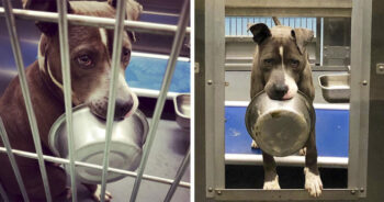 Cachorro de abrigo se recusa a ser adotado sem sua tigela de comida