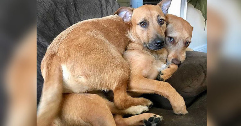 Cachorro resgatado encontra seu irmão ‘gêmeo’ na rua e convence sua mãe humana a levá-lo para casa