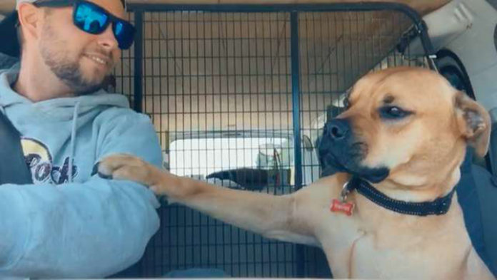 Este cachorro resgatado se recusa a soltar a mão de seu novo pai