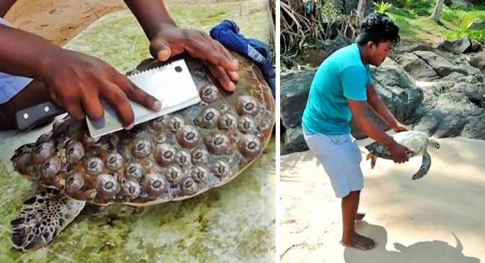 Jovem retira crustáceos presos a tartarugas e salva suas vidas (VÍDEO)
