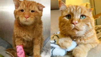 BenBen, o gatinho com o rosto mais triste da internet, conseguiu um lar e uma família feliz