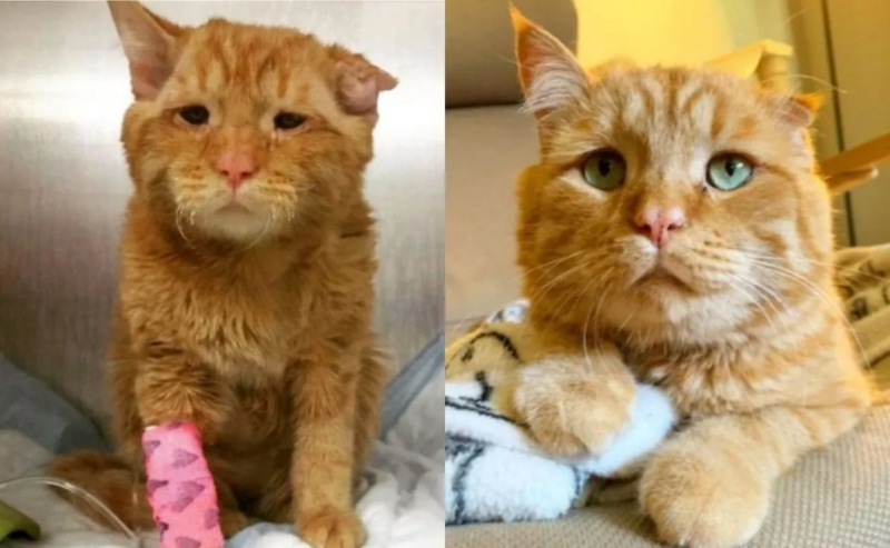 BenBen, o gatinho com o rosto mais triste da internet, conseguiu um lar e uma família feliz