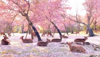 O Japão tem um dos parques mais bonitos do mundo, com cerejeiras e cervos em liberdade