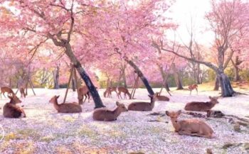 O Japão tem um dos parques mais bonitos do mundo, com cerejeiras e cervos em liberdade