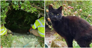 Com seus miados, gato ajuda a polícia a encontrar sua dona desaparecida de 83 anos que caiu na ravina