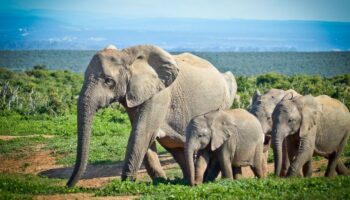 Mais de 200 elefantes nasceram no Quênia graças aos esforços de conservação