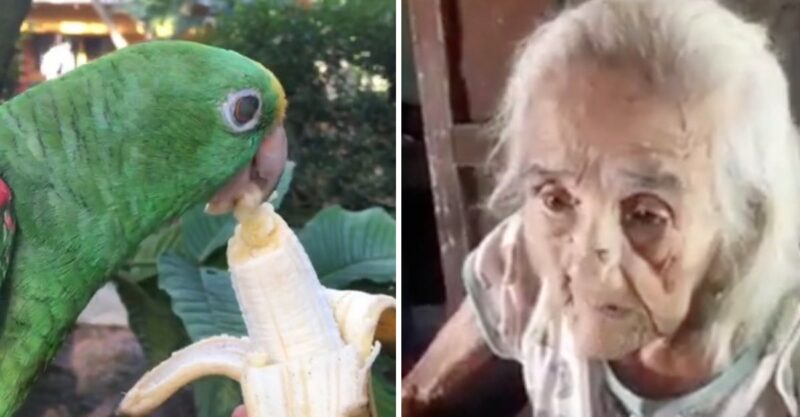 VÍDEO: Vovó de 102 anos pede a volta de seu papagaio apreendido pela Polícia