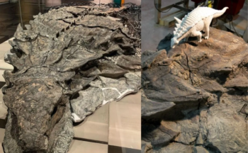 Foi assim que encontraram esta ‘múmia’ de dinossauro de 110 milhões de anos no Canadá