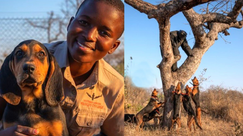 Cães salvam mais de 40 rinocerontes ‘caçando caçadores’