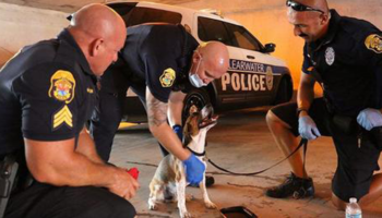 Policiais quebram o vidro de um carro e salvam cachorrinho preso que pede ajuda
