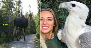 20 animais gigantes que não parecem reais devido ao seu tamanho