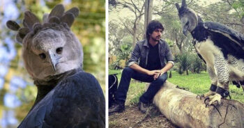 A harpia ou Harpy Eagle: uma das maiores aves do mundo