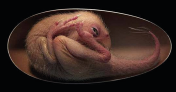 Fóssil de bebê dinossauro é descoberto em perfeitas condições dentro de um ovo