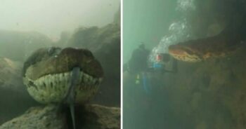 Anaconda gigante de 7 metros fica cara a cara com mergulhador
