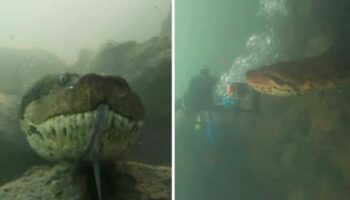 Anaconda gigante de 7 metros fica cara a cara com mergulhador