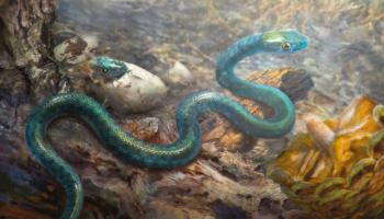 Serpente de mais de 100 milhões de anos é encontrada em âmbar