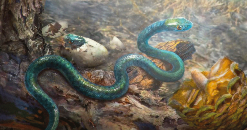 Serpente de mais de 100 milhões de anos é encontrada em âmbar
