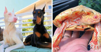 15 animais albinos que são simplesmente lindos