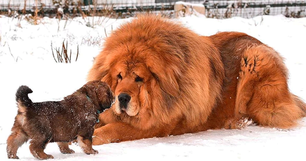 O cão mais caro do mundo, conheça o Mastim Tibetano