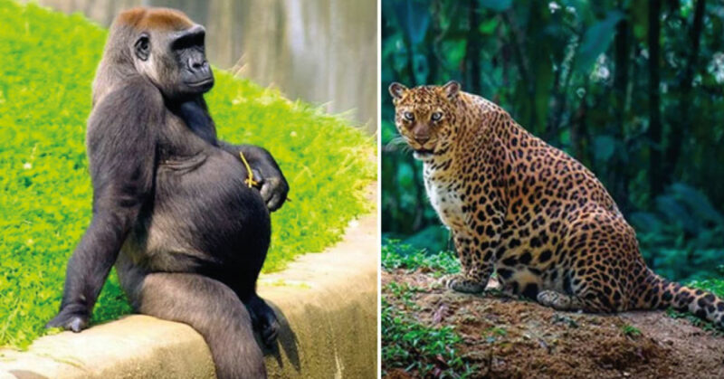10 fotos de mães encantadoras do reino animal mostrando sua gravidez