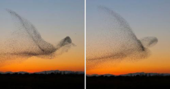 Fotógrafo registrou uma imagem única e não percebeu até chegar em casa