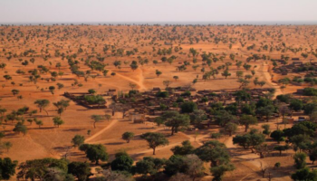 Milhões de árvores são encontradas no deserto do Saara