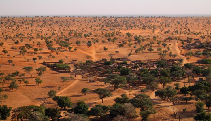 Milhões de árvores são encontradas no deserto do Saara