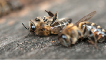 Milhares de abelhas estão morrendo de exaustão devido à produção deste alimento vegetariano