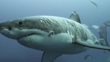 O tubarão “mais maltatrado do mundo” é visto em um vídeo incrível